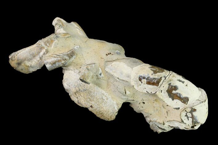 Fossil Mud Lobster (Thalassina) - Australia #141046